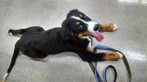 Pet Supply Store «Petco Animal Supplies», reviews and photos, 15895 Pines Blvd, Pembroke Pines, FL 33028, USA