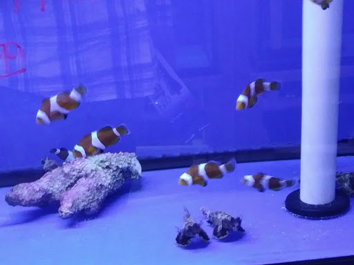 Pet Store «Pet World», reviews and photos, 891 Harriman Pl, San Bernardino, CA 92408, USA