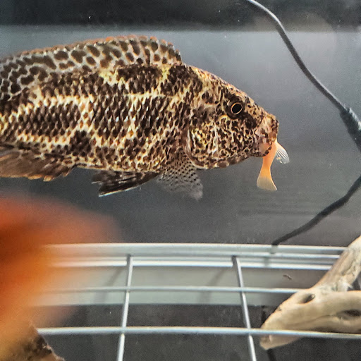 Pet Store «Fins Feathers Paws Claws», reviews and photos, 201 Station Rd, Quakertown, PA 18951, USA