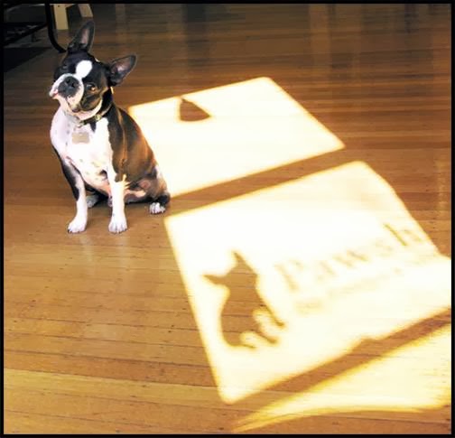 Pet Store «Pawsh Dog Boutique», reviews and photos, 31 Gloucester St, Boston, MA 02115, USA