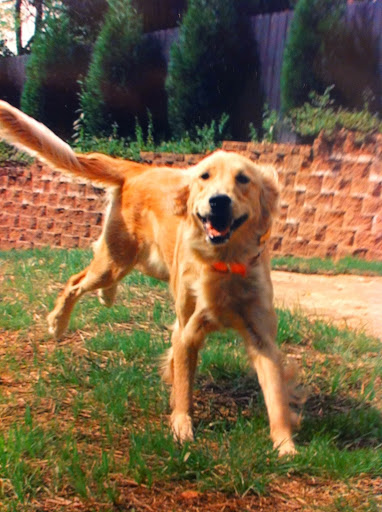 Pet Boarding Service «About Pets Center», reviews and photos, 1604 Conehurst Blvd, Salem, VA 24153, USA