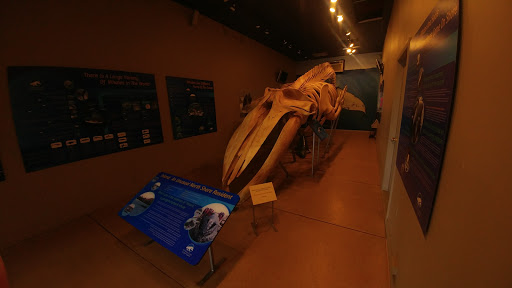 Cruise Agency «Capt. Bill & Sons Whale Watch», reviews and photos, 24 Harbor Loop, Gloucester, MA 01930, USA