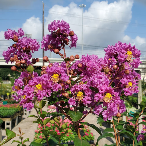 Plant Nursery «HOUSTON PLANTS & GARDEN WORLD», reviews and photos, 16726 North Fwy, Houston, TX 77090, USA