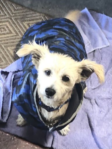Carson Animal Shelter image
