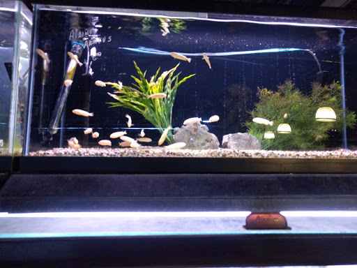 Tropical Fish Store «Fish Gallery», reviews and photos, 6955 Greenville Ave, Dallas, TX 75231, USA
