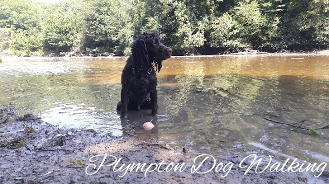 Plympton Dog Walking - Plymouth