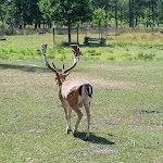 Photo n°1 de l'avis de Jan.i fait le 29/07/2019 à 09:35 sur le  Café Im Tiergarten à Ivenack