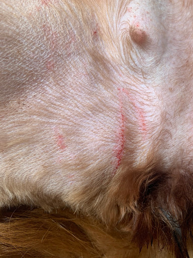 Pet Groomer «Angel Paws Pet Sitting», reviews and photos, 1618 W Park Ave, Champaign, IL 61821, USA