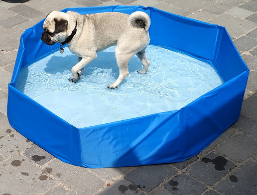Dr. med. Vet. Claus Bergfeld & Björn Bruhn unter Büdelsdorf, Schleswig-Holstein