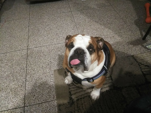 Pet Supply Store «PetSmart», reviews and photos, 2017 N Prospect Ave, Champaign, IL 61822, USA