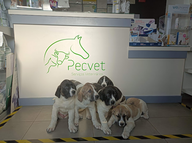 PecVet Clinica Veterinaria - Elvas