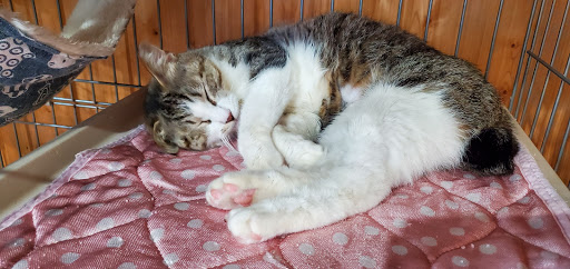 Cat Rescue Shelter Nyandan-tei