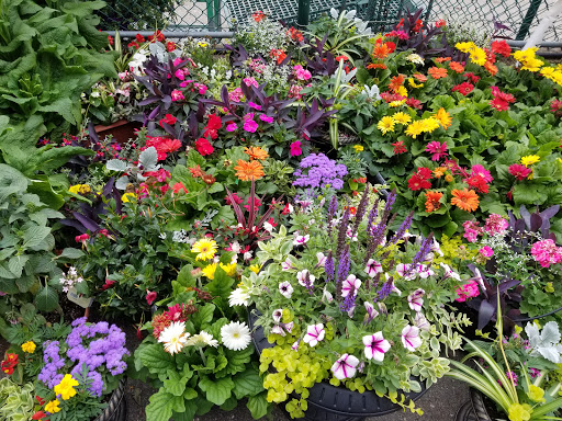 Garden Center «Westminster Nursery & Florist», reviews and photos, 30 Westminster Rd, West Hempstead, NY 11552, USA