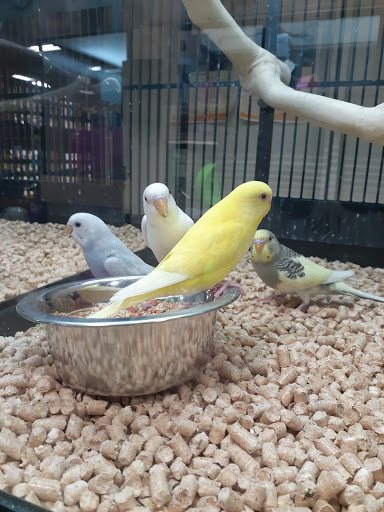 Pet Supply Store «PetSmart», reviews and photos, 1183 Berkshire Blvd, Wyomissing, PA 19610, USA