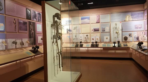 Natural History Museum «Yale Peabody Museum of Natural History», reviews and photos, 170 Whitney Ave, New Haven, CT 06511, USA