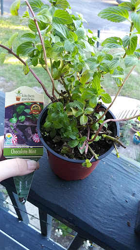 Plant Nursery «Wilcox Nursery», reviews and photos, 12501 Indian Rocks Rd, Largo, FL 33774, USA