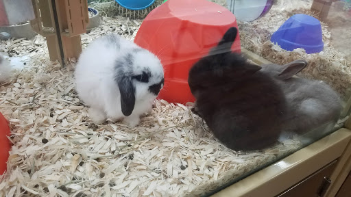 Pet Supply Store «Pet Supermarket», reviews and photos, 6325 Falls of Neuse Rd, Raleigh, NC 27615, USA