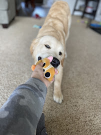 Lake’s Leashes, LLC - Photo 1 - Car repair in Lancaster, PA, Lancaster