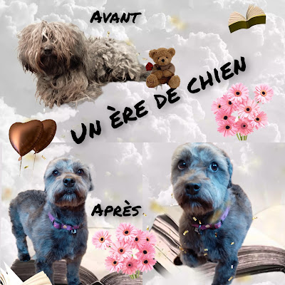 Un ère de chien joane toilettage canin sur Tencin à Tencin