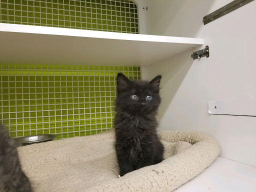 North County Paws Cause (inside Petco)