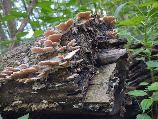 Nature Preserve «Meltzer Woods», reviews and photos, 1522 S 600 E, Shelbyville, IN 46176, USA