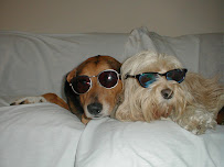 My Perfect Doggies' Home - Photo 6 - Car repair in San Francisco, CA, San Francisco