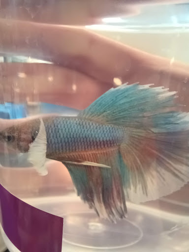 Pet Supply Store «PetSmart», reviews and photos, 4374 N Oracle Rd, Tucson, AZ 85705, USA