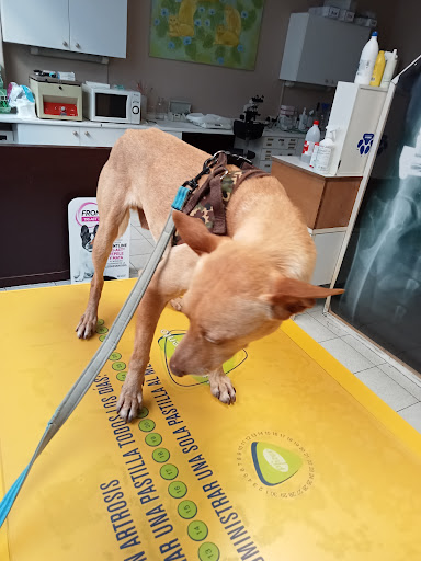 Clínica Veterinaria Torrón en Vigo