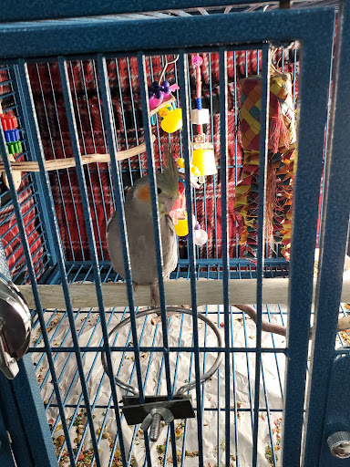 KKS--Birdee Biyou--Birdie Britches