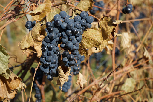 Winery «Door 44 Winery», reviews and photos, 4020 State Hwy 42 Bus #2, Sturgeon Bay, WI 54235, USA