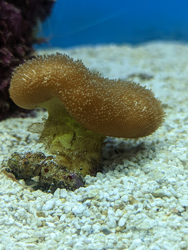 Pet Supply Store «Petco Animal Supplies», reviews and photos, 11331 W Broad St #151, Glen Allen, VA 23060, USA