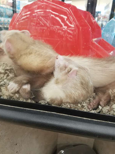 Pet Supply Store «Petco Animal Supplies», reviews and photos, 993 Branson Hills Pkwy, Branson, MO 65616, USA