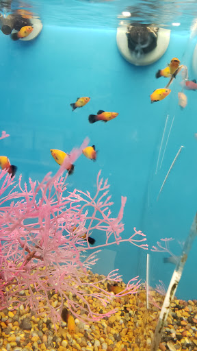 Pet Supply Store «PetSmart», reviews and photos, 67 Consumer Square, Plattsburgh, NY 12901, USA