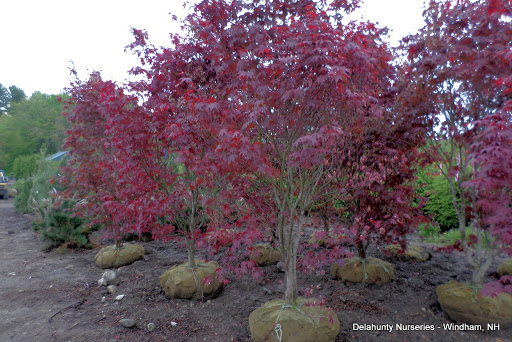 Garden Center «Delahunty Nurseries & Florist», reviews and photos, 41 Range Rd, Windham, NH 03087, USA