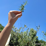 Photo n°1 de l'avis de Jandyradegrazia@hotmail.com.a fait le 12/07/2022 à 05:36 sur le  Agriturismo Ristorante l'Ovile à Caprese Michelangelo