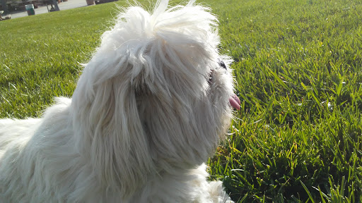 Park «All American Park», reviews and photos, 1551 S Buffalo Dr, Las Vegas, NV 89117, USA