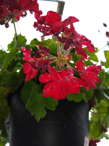 Shopping Mall «Northside Mall», reviews and photos, Ross Clark Cir & Hwy 231, Dothan, AL 36303, USA