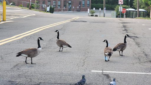 Shopping Mall «Morris Hills Shopping Center», reviews and photos, 3035-3189 US-46, Parsippany, NJ 07054, USA