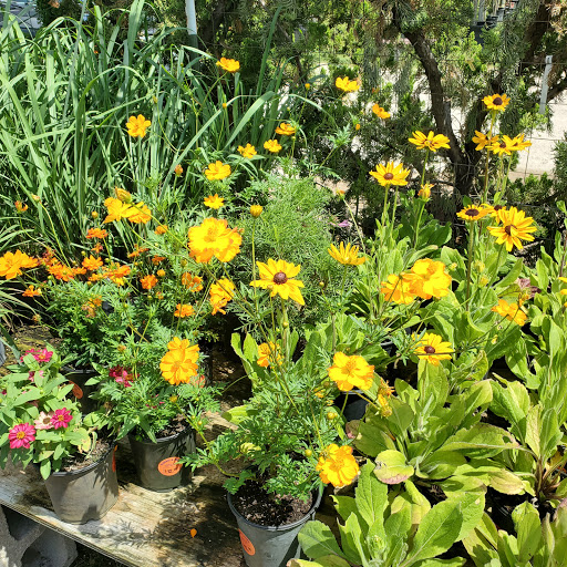 Plant Nursery «HOUSTON PLANTS & GARDEN WORLD», reviews and photos, 16726 North Fwy, Houston, TX 77090, USA