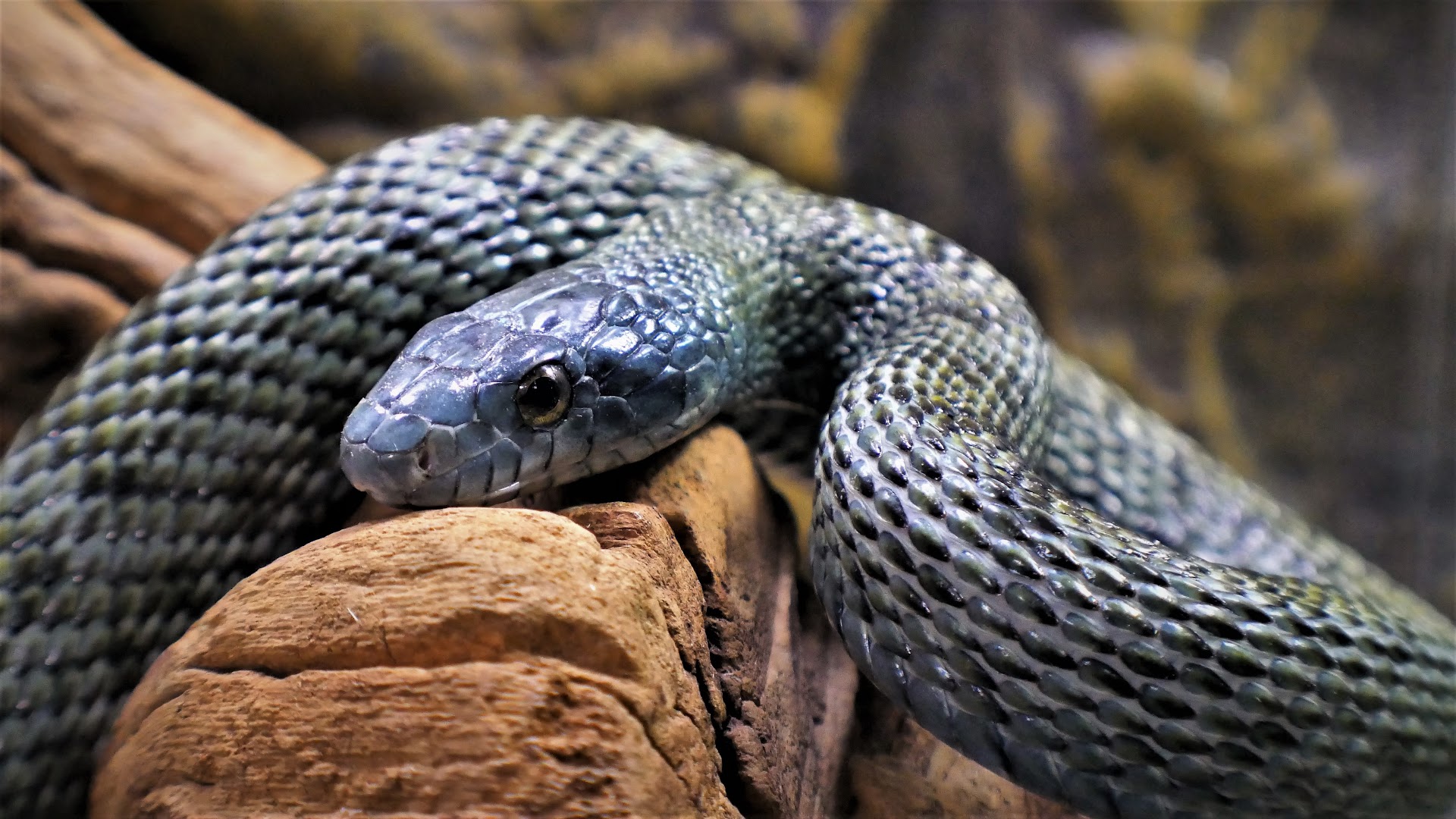 Hudson Valley Reptile and Rescue