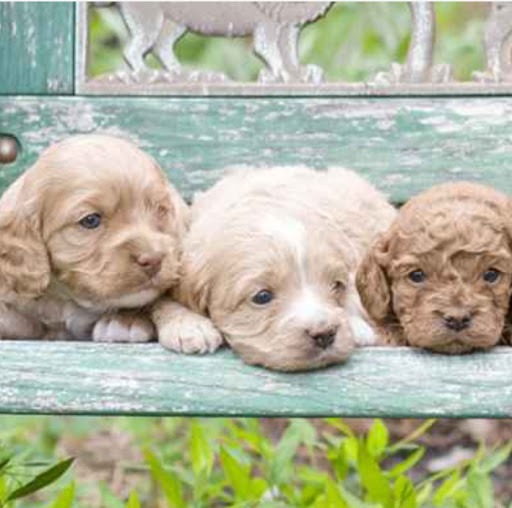 Pet Store «Pet Express», reviews and photos, 100 Independence Way, Danvers, MA 01923, USA