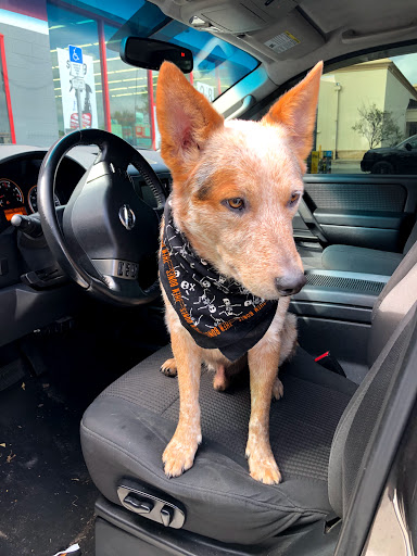 Auto Parts Store «AutoZone», reviews and photos, 3294 S John Young Pkwy, Kissimmee, FL 34746, USA