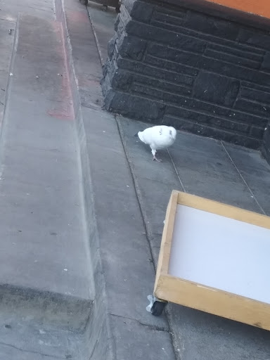 Pet Store «Louis Birds Pets & Supplies», reviews and photos, 80 Keyes St, San Jose, CA 95122, USA