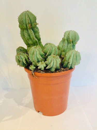 Reviews of The Funky Cactus in Leeds - Florist