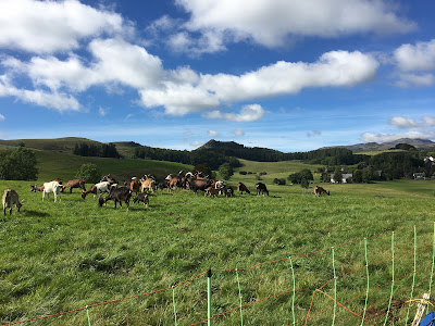 La Chèvrerie du Sancy à Besse-et-Saint-Anastaise