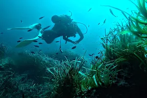 Albatros Diving image