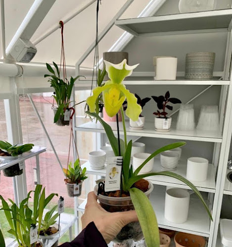 Opiniones de Greenhouse Orchid en Maldonado - Floristería