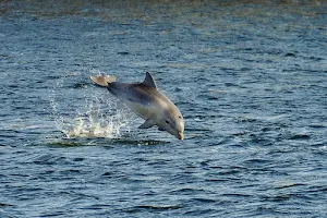 Adelaide Dolphin Sanctuary image