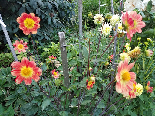 Park «Wilburton Hill Park», reviews and photos, 12400 Main St, Bellevue, WA 98005, USA