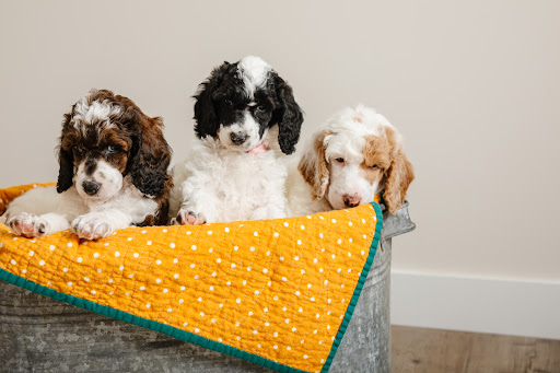 Prairie Poodles